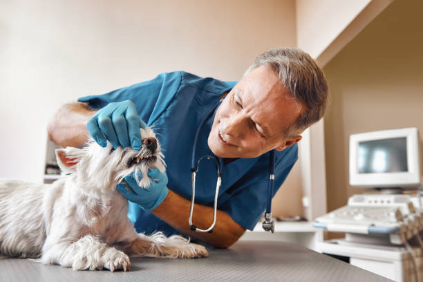 Best Urgent Dental Care in Fletcher, OK